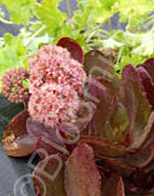 Sedum 'Chocolate Drop'